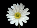 Bright LightsÃ¢âÂ¢ White African Daisy Osteospermum hybrid, isolated on White Background Royalty Free Stock Photo